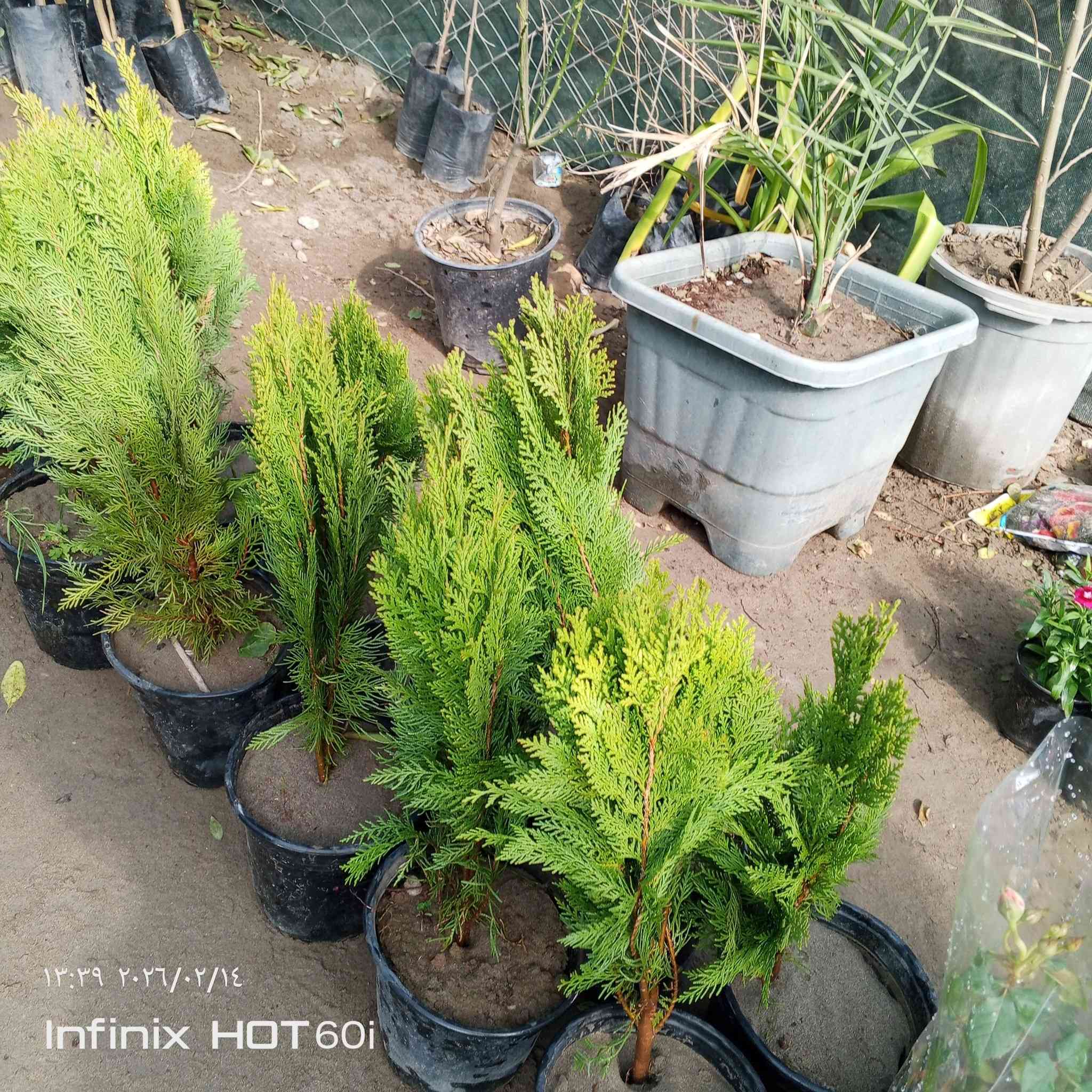 مشتل سيد جلال لوراد الزينه والحمضيات بجميع انواعها تصميم الحدائق تنصيب مرشات السقي العنوان الشارع العام مجاور جملونات مجمع الكوري استفسار ***********/***********
