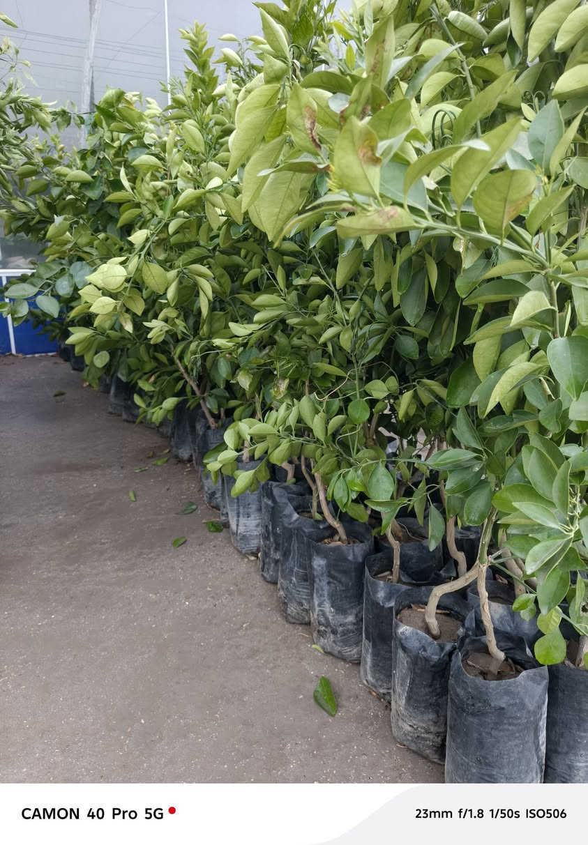 جميع انواع الحمضيات وجبه جديده اليوم ١٧ رمضان في مشتل شهاب الزراعي وبأسعار مناسبه 
استفسار+ واتساب ***********
