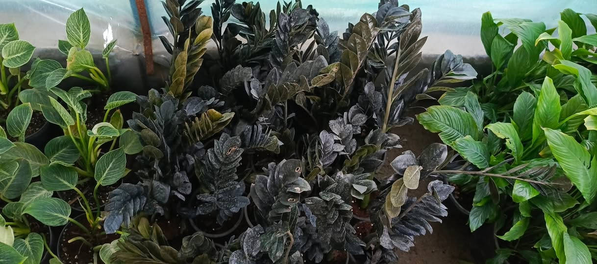 يا الله يتوفر يم #مشتل_المسرة تشكيلة متنوعة من النباتات، حيث تجدون مجموعة متميزة تضم النباتات الظلية التي تضفي الجمال والهدوء على الأماكن الداخلية من المنازل أو المكاتب، بالإضافة إلى النباتات الخارجية التي تزهو في الحدائق والمساحات المفتوحة. ملاحظة هامة: تزامناً مع شهر رمضان المبارك، والذي يحمل في طياته أجواء خاصة من الروحانية والاحتفاء، سيتم افتتاح المشتل كل يوم بعد الإفطار، مما يتيح للزوار فرصة للاستمتاع بالطبيعة وأخذ وقت للتجول بين النباتات في أوقات المساء الهادئة والمريحة.


**إذا كنت صاحب هذا الإعلان وتريد حذفه لأي سبب، رجاءا أرسل رسالة إلى الدعم الفني**