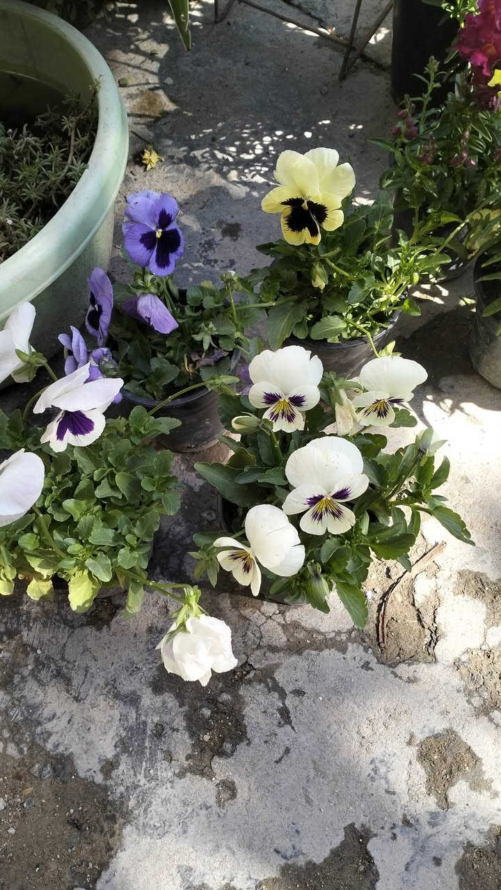 سلام عليكم
وصول وجبة جديدة من النباتات الشمسية..
العنوان التاجي منطقة حي الحسن العسكري قريب على الجامع الامام المهدي عجل الله تعالى فرجه


**إذا كنت صاحب هذا الإعلان وتريد حذفه لأي سبب، رجاءا أرسل رسالة إلى الدعم الفني**