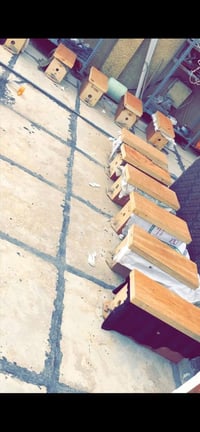 طرود نحل • ٥ إطار • بابل