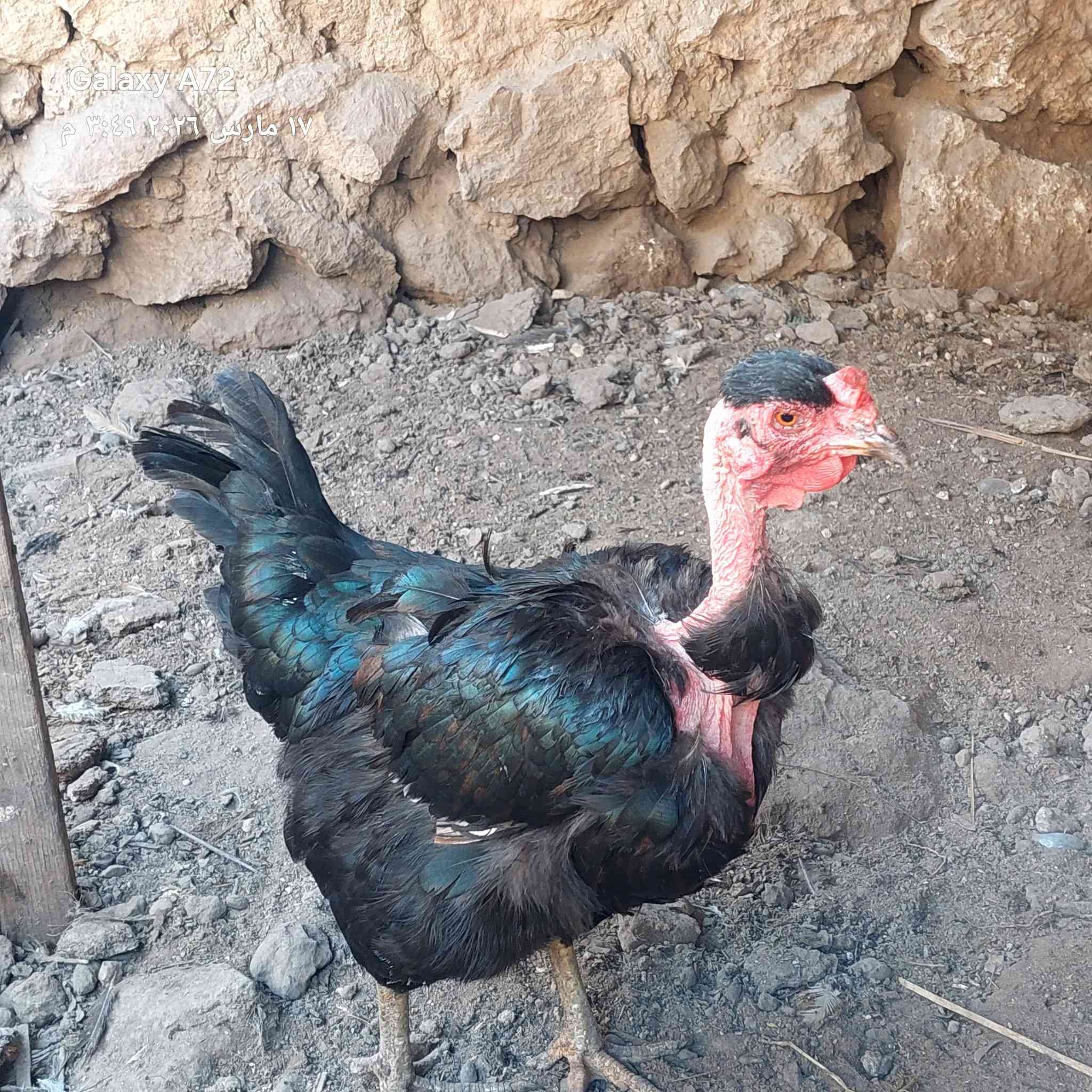 متاح زوج رماديات ودجاجة وديج للبيع
المكان بني داهر 
للاستفسار اكثر على الخاص


**إذا كنت صاحب هذا الإعلان وتريد حذفه لأي سبب، رجاءا أرسل رسالة إلى الدعم الفني**