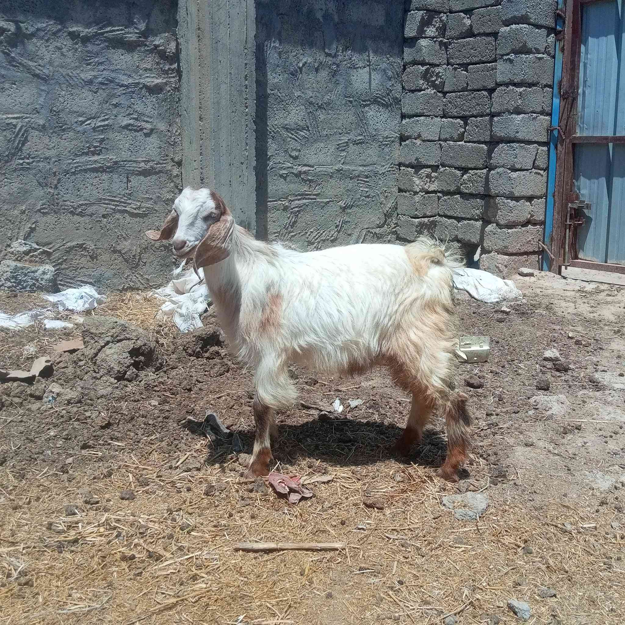 السلام عليكم اخوان متاح جدي اجم رقم واحد وسمين حيل حيل يرهم اگصابه ويرهم جنيه جدي مال بيت مأ شاءالله عليه صب لحم 🥩 وين اليدور حلال زين ونضيف جدي مشروط شرط ال شرط 
العنوان صلاح الدين الشرقاط قريه شكرا 
ه‍ ***********👉 بيه واتساب 
الشراي يتصل ويدلل 
يوجد خدمت توصيل حسب التفاق
