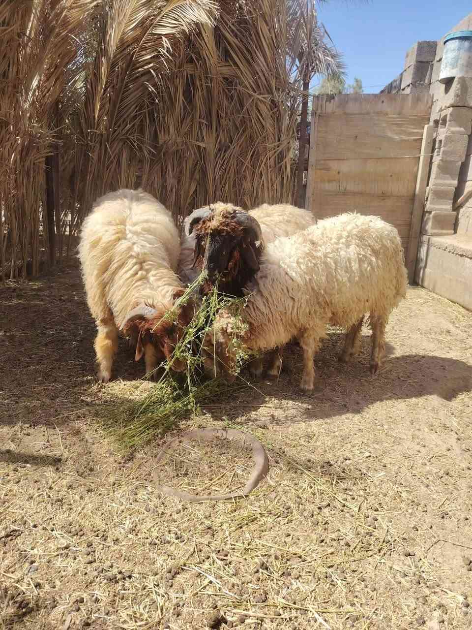 السلام عليكم 
اربع طليان خشنات يرهمن ذبايح ويرهمن جنيه شرط النصاح سعرهن 1400 وبيهن مجال مكانهن قريه جريجب للتواصل ***********
