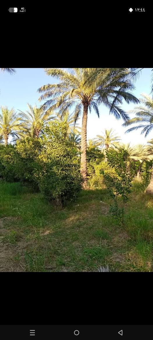 خوان نص دونم للبيع في منطقت الرشدية سند خمسه وعشرين الوجهة عشرين ونزال ستين يحتوي على حمضيات ونخل ماء كهرباء وسعر مناسب ستفسار على رقم ***********
