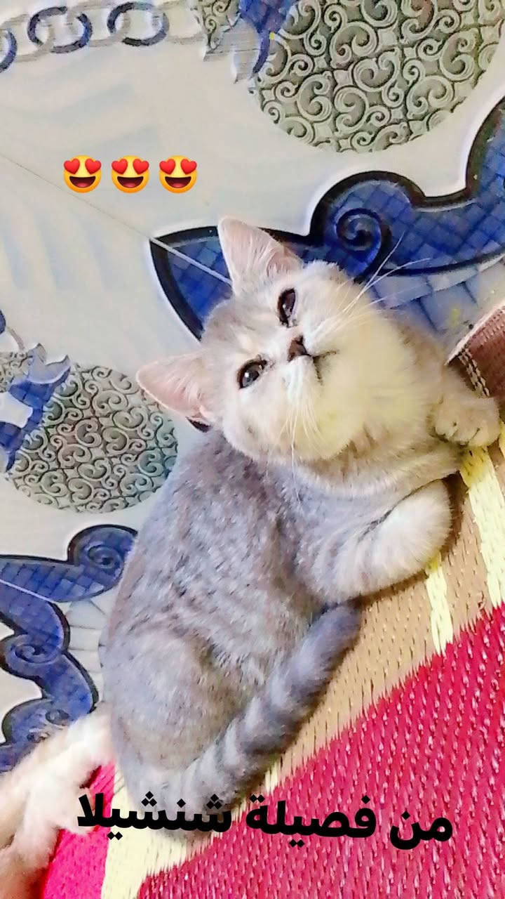قطط
قطط للبيع نوعية ممتازه والصحة جيده


**إذا كنت صاحب هذا الإعلان وتريد حذفه لأي سبب، رجاءا أرسل رسالة إلى الدعم الفني**