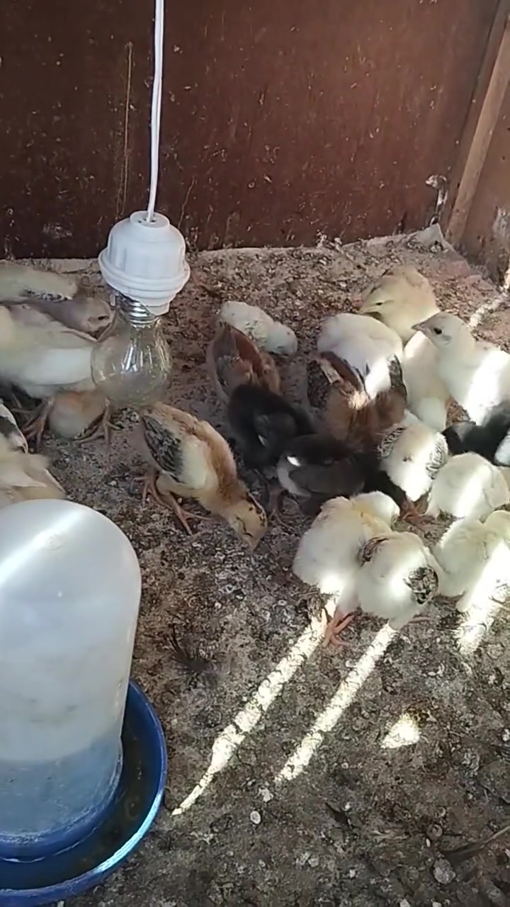 رمتاح افراخ عرب عمره 12 يوم سعر زوج 4 بي مجال عدد 55 تك مكان كركوك أسرى مفقودين رقم ***********
