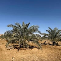 ١٥ فدان • نخل مثمر • عقد تمليك