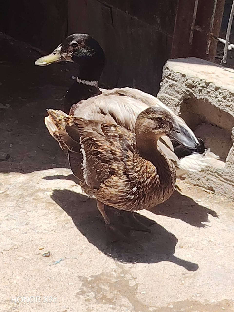 من رخصت لادمن ؛ زوج خضيري  بري ؛ للبيع السعر 50 وبيهن مجال قليل  المكان الهوير شلهت الحجاج


**إذا كنت صاحب هذا الإعلان وتريد حذفه لأي سبب، رجاءا أرسل رسالة إلى الدعم الفني**