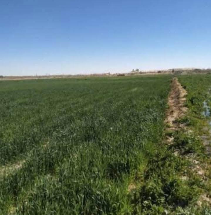 🏘️العقار القرش 💵💰الابيض في اليوم الاسود
( عروض الاراضي الزراعيه الدوانم والاراضي السكنيه الطابو ملك صرف المساحات من دونم واحد الى ٢٠٠ دونم مناطق الشيخ عامر ذراع دجله طابو زراعي سند ٢٥ يعني الارض تتحول بسمك الاسعار من ٥ مليون الى ٦٠ مليون 
🏡 دوانم طابو زراعي باسعار مميزة  ومعزولة في منطقة (التاجي ذراع دجلة  )🏡
💎💎 اشتري راحتك وراحة عائلتك👨‍👩‍👧‍👦 ضمن ارض معزولة  وهادئة وتحتوي   كافة الخدمات الاساسية من مدارس وتبليط واسواق وصناعي وتجاري  💎💎
مواصفات الاراضي 
✅  #الاراضي عبارة عن مساحات كبيرة ( دونم فما فوق ) --واجهة الدونم الواحد  ( من 25 متر الى 62 متر  )  
✅ الدونم يحوي كافة الخدمات الاساسية ( ماء 💧 + كهرباء ⚡️ + تبليط  ) 
✅ الدونم معزول عن الاراضي المجاورة 
 
✅  مشروع استثماري في بغداد  ) 
✅ الاراضي صالحة للبناء ووحدات سكنية كبيرة مجاري مستمر العمل بيها ميداني والمستشفى قائم العمل بيه يعني منطقه متكامله من كافة الخدمات مدارس حكوميه اهليه تبليط اماكن ترفيهيه 🙂
 رقم الهاتف /***********
