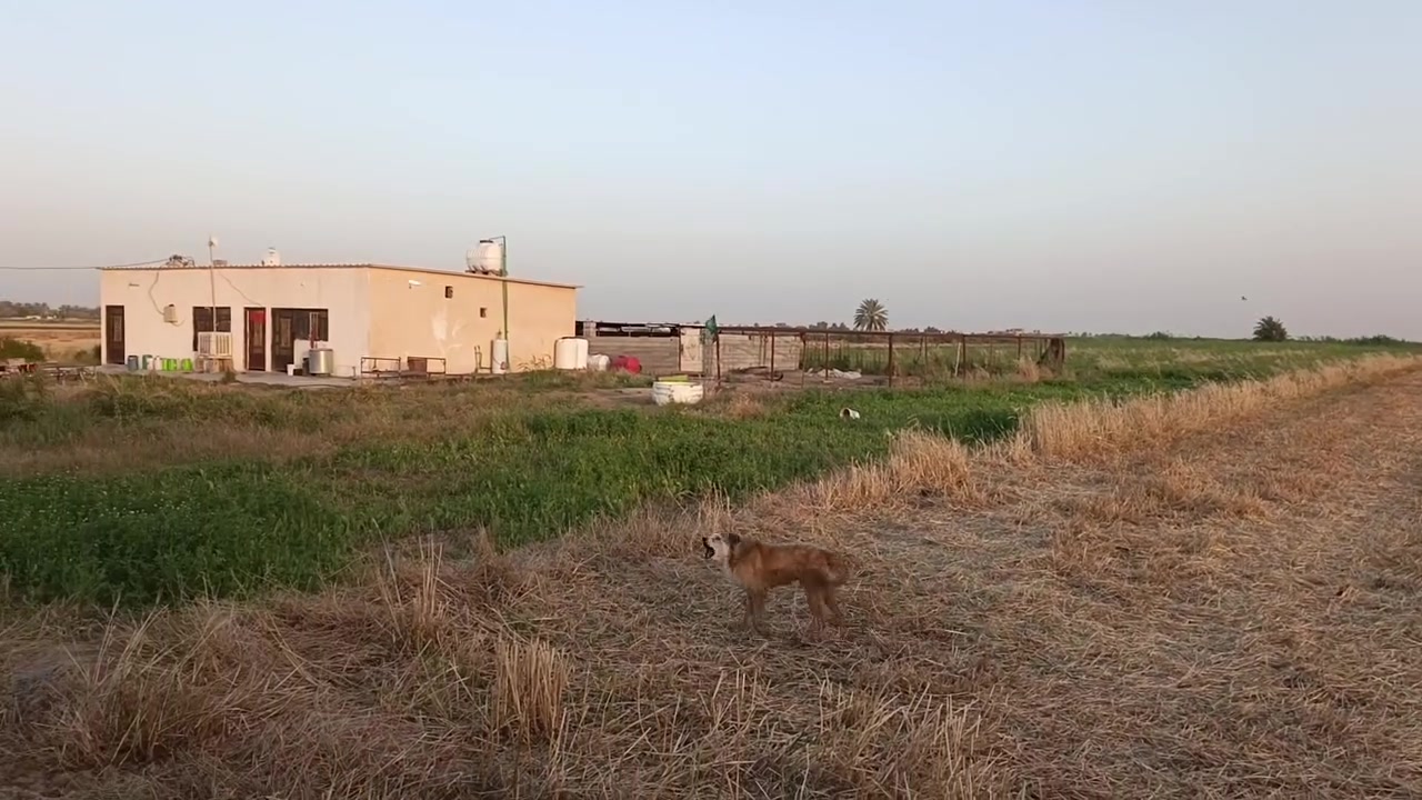 السلام عليكم ارض للبيع المساحه (٧)  دوانم سند ( ٣٥ ) تحتوي على دار  وحقل حلال خدمات كاملة من ماء وكهرباء الموقع واسط صويره قرية ذهب رقم لهاتف***********
