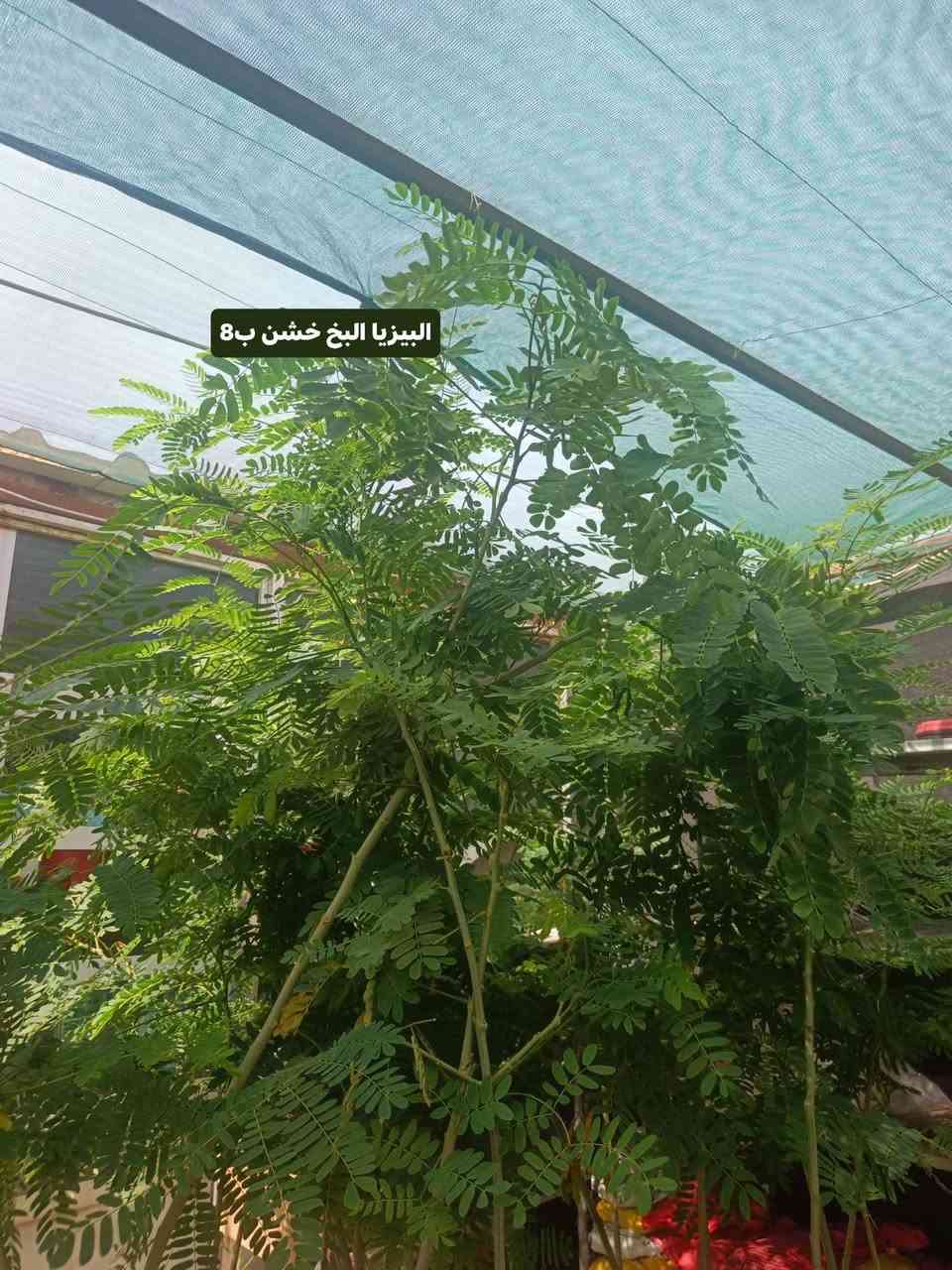 صباح الخير
وصول وجبه جديد من نبات خارجيه الضليه تتحمل اجو العراق 
اكسيا 
البيزيا
تيكوما.             ***********
كالبتوز خشن.               
                خدمة توصيل داخل كوت 

العنوان مشتل كوت فلكت الحاوي قرب مجمع دمشق الطبي مقابل مدرسه التعليم الاساسي مشتل سماء الكوت
