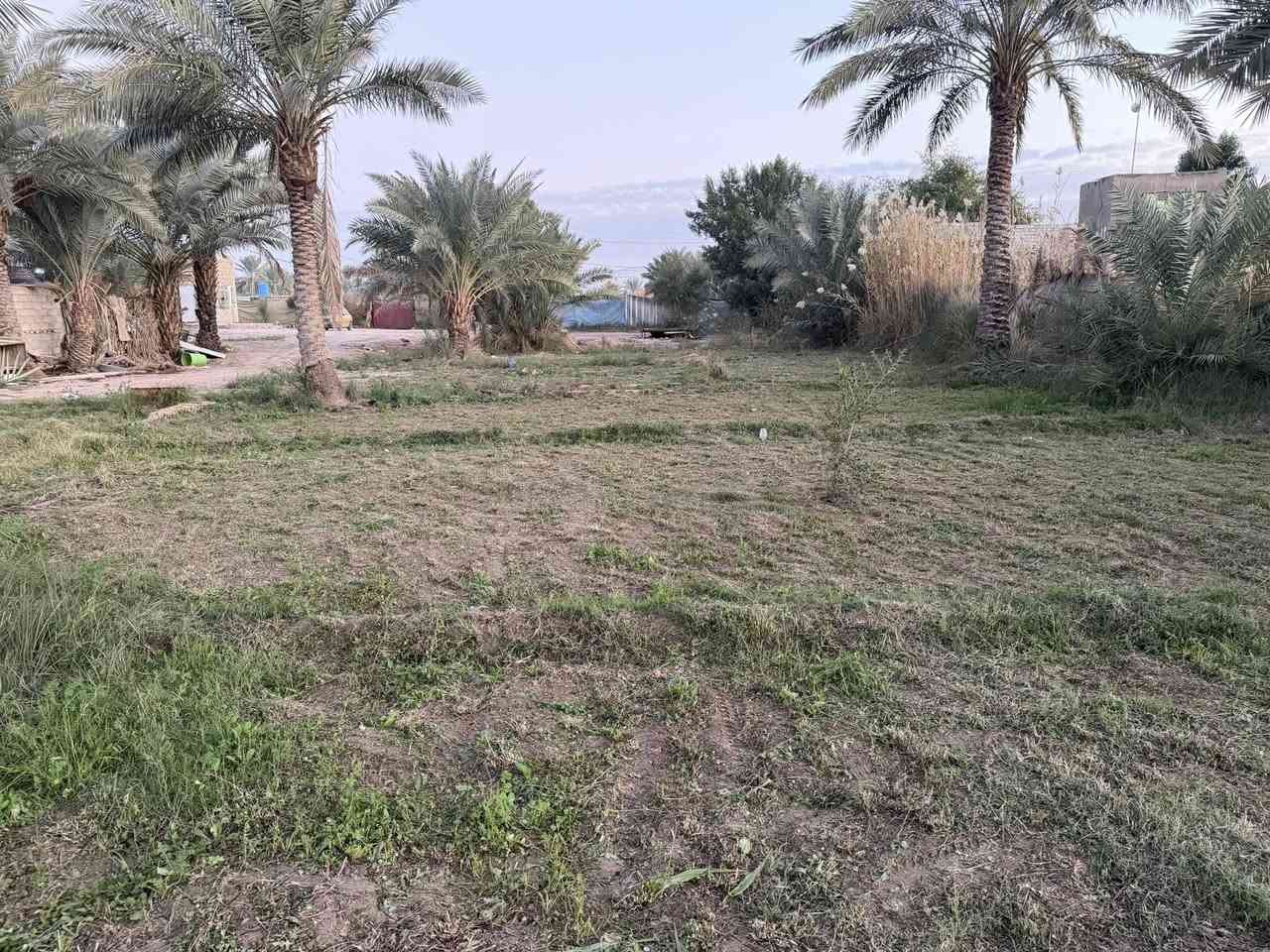 للبيع 2000مترطابو بستنا على طريق السنيه مقابل الجامعه الاسلاميه الجديده تبعد عن الشارع العام ١٥٠ متر كامل الخدمات ماء سقي ماء اساله كهرباء وطني ومولدات شارع  وبيها أنواع النخيل مسيجه بالكامل تحويل بسم المشتري ترهم مراوس نقدي يبقه مبلغ انتظرك عليه حسب التفاق للستفسار تعال خاص اواتصل ***********واتساب
***********
