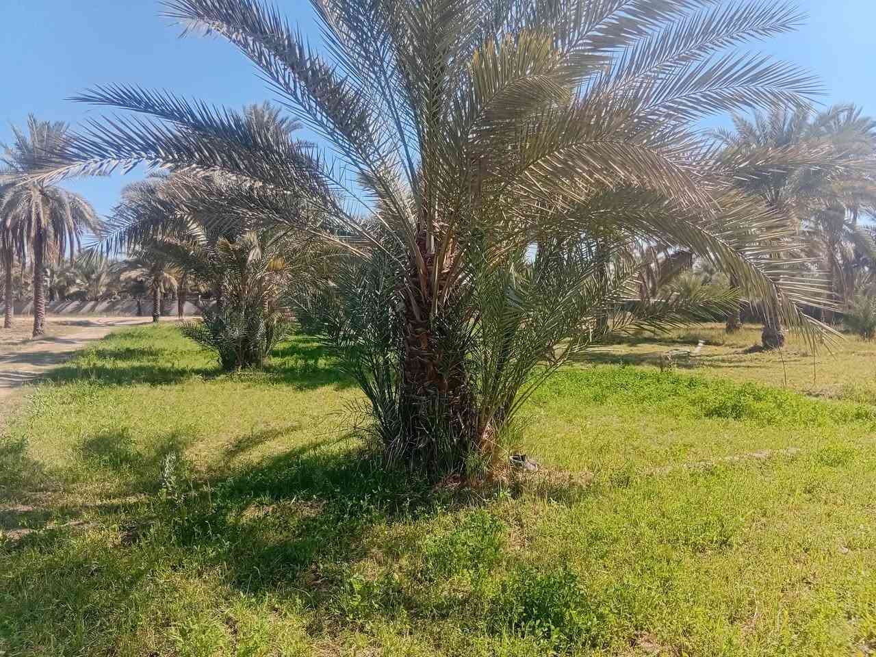 نص دونم للبيع المكان كربلاء طويريج الرشيده ربع ساعه عن الامام السعر ٥٠ / ***********
