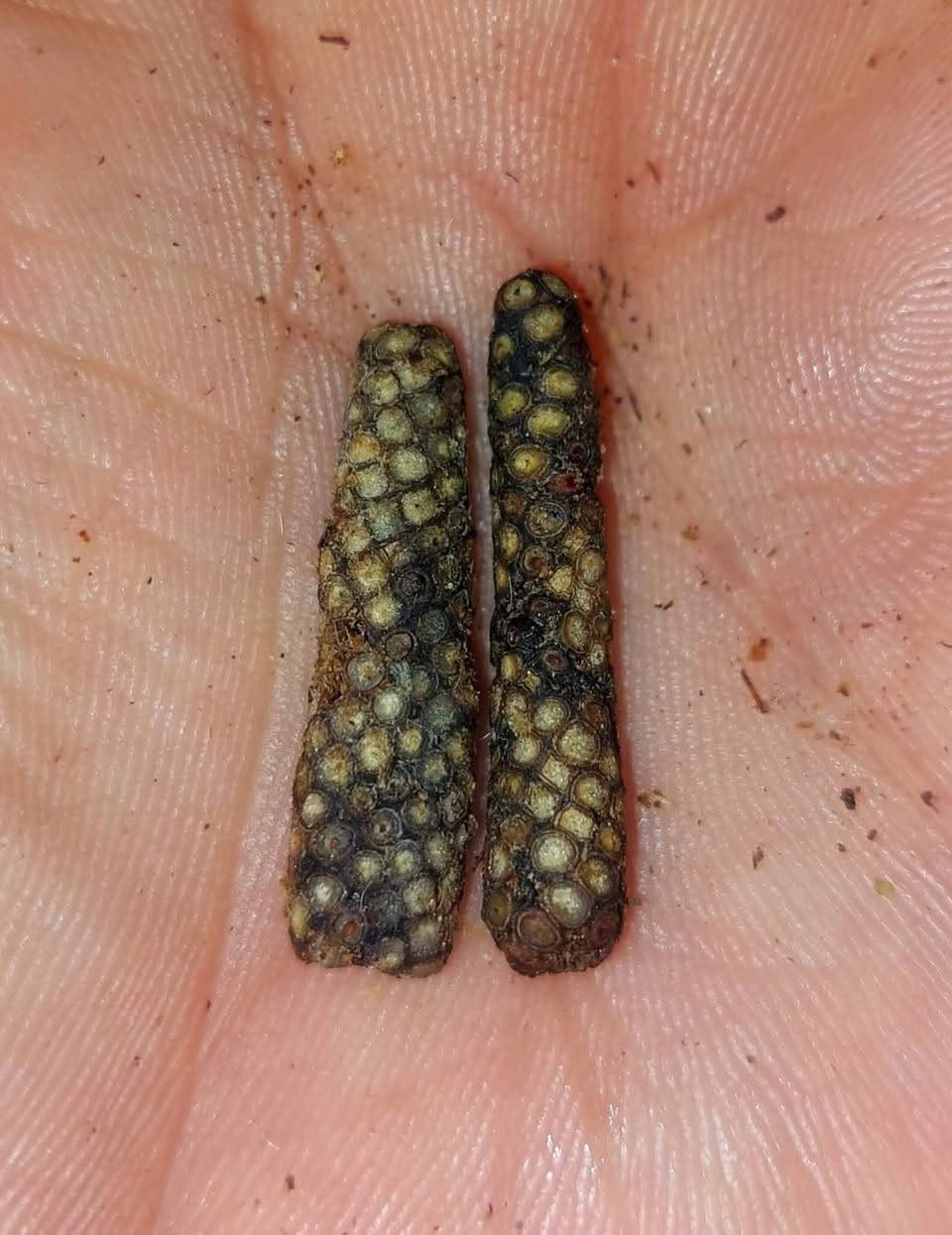 #يا #الله
#ماتوفيقي #الابالله.   عرض خاص في شهر رمضان الخير  خصم 30 بل100 وخادم الكم بس في شهر رمضان 🌸🌺👉  120 الف مع الختم والتوكيل   ✌️👉   عرج سويحل نباتي طبيعي 100بل 100  افريقي بي ريحه شلون  المسك الطبيهي مروحن وجاهز حسب القواعد الروحانيه الخاصه بيهن بيع منه ويعرفون الي ماخذين مني شنو من طاقه وروحانيه يباع ثنين خوات

#جزء #من #فوائد #الروحيه  👇👇👇👇👇👇👑👉

1 #محبه وقبول وتسهيلات عامه     شغل عام عام ومال زماط

2 عقد السان لجم وقبل 

3 راحه نفسيه 

4 جاه وجه والهيبه ودخول على السلاطين وتغلب على الأعداء بصوره عامه 

5 تسهيل امور بالبيع والشراء والتجاره  شغل جوكر 🃏 عام  مفتوح ومشروط يباع طبيعي مع الختم والتوكيل مع طلسم خاصه بي ينختم  ويه علبه نحاس هديه


**إذا كنت صاحب هذا الإعلان وتريد حذفه لأي سبب، رجاءا أرسل رسالة إلى الدعم الفني**