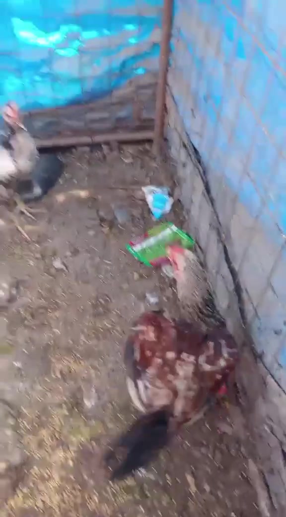 متاح ماشالله موجود دجاجه مع 6 افراخ بيهن عليبي زوج + ديوكه زوج عمرهن فوك شهرين + ديوكه بيهن 4 كلهن بيض عمرهن شهر ونص او اكثر مكاني شهربان الكيلوات اليريدهن يراسلني ويدلل


**إذا كنت صاحب هذا الإعلان وتريد حذفه لأي سبب، رجاءا أرسل رسالة إلى الدعم الفني**