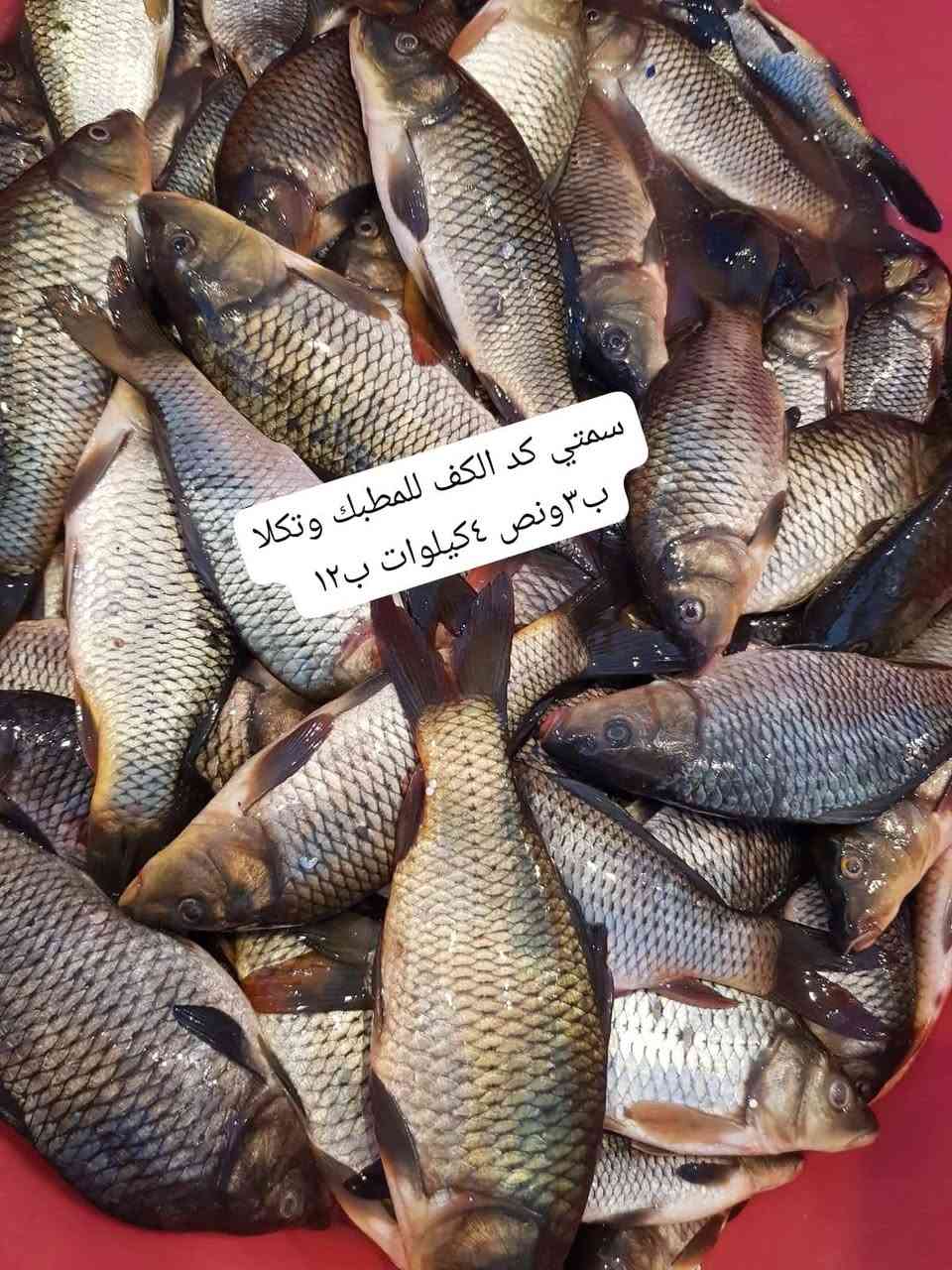 يا الله باجر ثنين وصلات علا محمد اسماك نهريه تازه مال شط السماوه ابنسب السعار 🐬💸
العلاف العدل ب٥تالاف

السمتي مال شط للمطبك وتكلا ب٣ونص ٤كيلوات ب١٢

الشانك مال شط الوصط ب٢ ٣كيلوات اب ٥

الشانك الخشن ب٣كيلوين ب٥

الشانك الدبل ب٣ونص ٣كيلوات ب١٠

الحرش، مال شط السماوه شرط صيد اليوم الوصط ب٣ونص ٣كيلوات ب١٠

الابياح مال البصره ب٦ كيلوين ب١١

العنوان تقاطع حي شهداء الثاني اليطلعك للمهدي علا ايدك اليسره بجهت المحل مال سكلات يوجد توصيل جميع الأحياء في السماوه للحجز *********** واتساب توصيييل الف دينار فقط وحنه بخدمتكم 🌊🛣️
