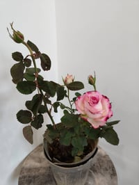 نباتات ظلية • موصل حي السكر • توصيل لجميع المحافظات