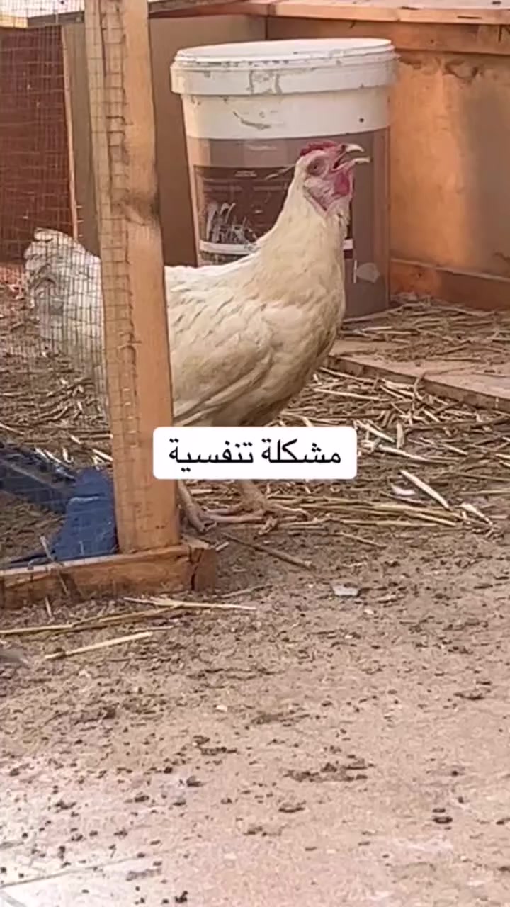 السلام عليكم😊
شبابنه الطيبه متوفر لقاح نيوكاسل زيتي هولندي اصلي
القحلك الطير ب 500 دينار مكاني طارميه
لقح ب500 دينار احسن من ما تخسر حلالك
ومتوفر علاج ((للتنفسيه)) ((وانتفاخ الوجه)) ((والتهاب الامعاء)) ((ولل خرخشه بل صدر)) ((وللرشح)) ((للكوكسيديه)) 
ملاحضه اخوان اني مو بيطري اني مربي وجناي واكثركم تعرفوني يعني من انطيك علاج انطي عن تجربه 
اي استفسار اني بخدمتكم لخاص مفتوح *********** بي واتساب 
(وربي يوفق الجميع)
