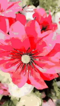 خلي مناسبتك وية تجهيزات سجاد الموسوي مميزة نصب جادر خطوبة او عرس متوفر...