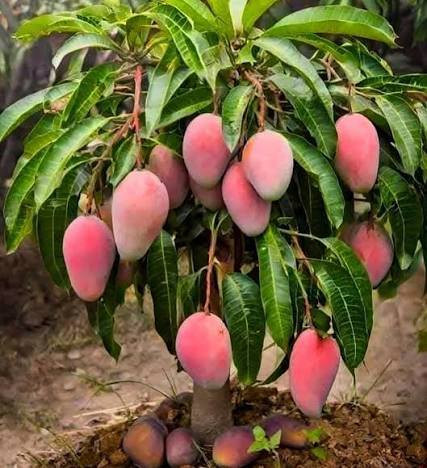 يتوفر لدينا اصناف المنكة وعنق الدنيا  في مشتل ناطق العلواني


**إذا كنت صاحب هذا الإعلان وتريد حذفه لأي سبب، رجاءا أرسل رسالة إلى الدعم الفني**