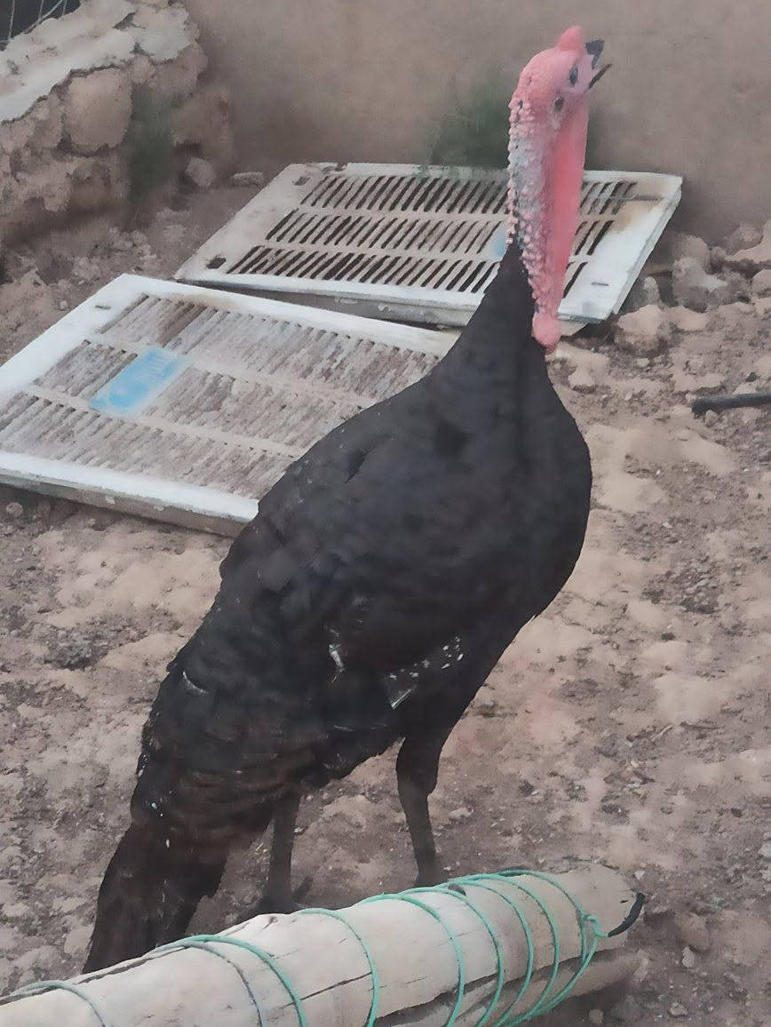ديوك بصره للبيع 
***********
