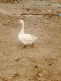 متاح بط فحل كوبره نتصال ع رقم07735321080