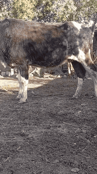 بقره خشنه ام ثالث بطن عشار مكمله ٧ اشهر وطابه بالثامن متعهده للولاده وبعد الولاده بكافه شروط الجني بابل ناحيه الشوملي السعر ١٦٥٠ للاتصال *********** واتساب *********** يوجد توصيل لبعض المحافظات وحسب الاتفاق
