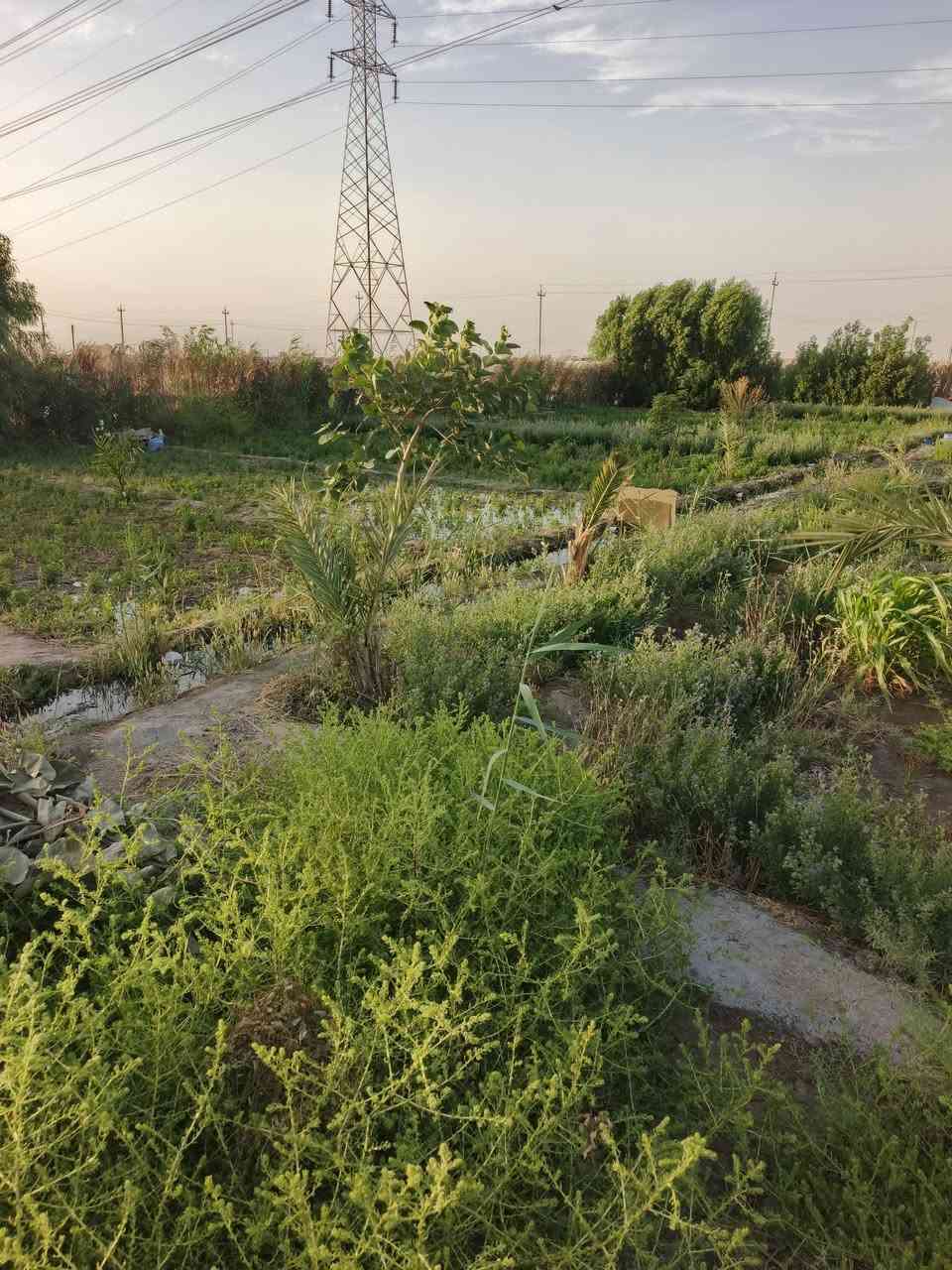 سلام عليكم  بستان للبيع مساحته لوجه 30 ونزال 50  مكانه حي جوادين نزله ثانيه نزله كيلو عن شارع  ماي اساله وكهرباء وكرمه وغطاس للستفسار اتصال على الارقام  

***********////***********
