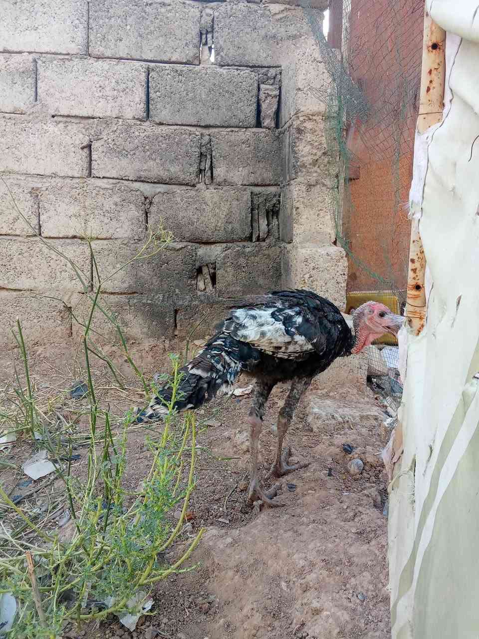 متاح
زوج فسيفس هولندي اصلي
صحتهم خير من الله 
ملقحين كامل رباعي وخماسي زيتي
نشاطه فول خشانه فول
فحل ونثيه
عمرهم فوك ال ٤ اشهر
سعرهم اثنينهم ب 60 الف
عنواني موصل ايسر كوكجلي 
خاص مفتوح


**إذا كنت صاحب هذا الإعلان وتريد حذفه لأي سبب، رجاءا أرسل رسالة إلى الدعم الفني**