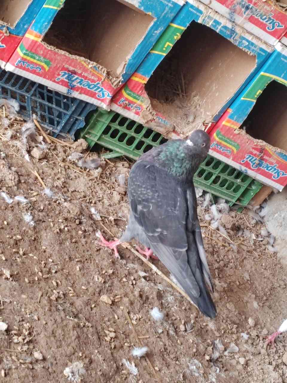 زوج بصراويه فول
زوج تار
زوج فحل


**إذا كنت صاحب هذا الإعلان وتريد حذفه لأي سبب، رجاءا أرسل رسالة إلى الدعم الفني**