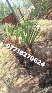 🌴🌟 تتوفر لدينا كافة أنواع الفسائل بأصناف مميزة ومضمونة 🌟🌴  الأنواع الم...