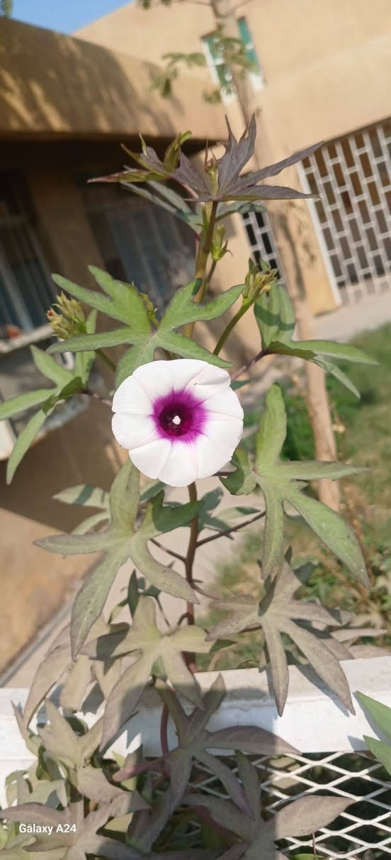 توفر متسلق لبطاط لحلوه متحمل جميع لضروف لحر ولبرد يوجد خدمة توصيل دخل كوت وجميع محفضات العراق لحجز ولستفسار مراسل خاص


**إذا كنت صاحب هذا الإعلان وتريد حذفه لأي سبب، رجاءا أرسل رسالة إلى الدعم الفني**