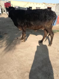 بابل شوملي • تحلب • توصيل