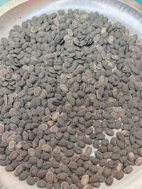 بذور المتسلق • بذور مجانية • بغداد