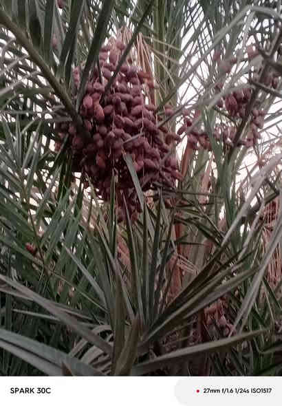 سلام عليكم فسائل ديري للبيع سعر الفسيله3000 رقم الاتصال *********** مكان ذي قار قلعه السكر
