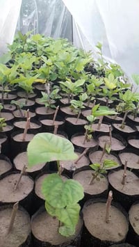 بنوك • واتس • ديكور