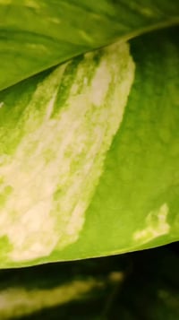 كوت الفلاحية • توصيل الكوت • نباتات زينة