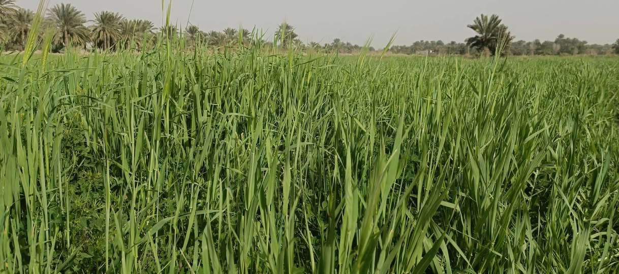 سفحه 9دونمات للبيع اليريد يتصل على هاذه الرقم‏‪***********‬‏
