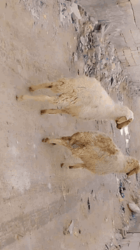 يا الله نعجات صاحيات شرط الصحه وسالمه من كل عيب سالمات سن وعين وشطر نعجات راكبات على ذمت راعيه  حلوه مالات جناي وين راحو جنايه على باب الله تنزيلات سعر الواحد 195وبيهن مجال بصيط المكان البصرة الزبير الشراي يتصل بالخدمه ***********
