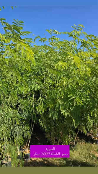 يتوفر لدي كافت انوع الشتلات والئزهار والحمضيت للتواصل ***********كربلاء الحسنينه
