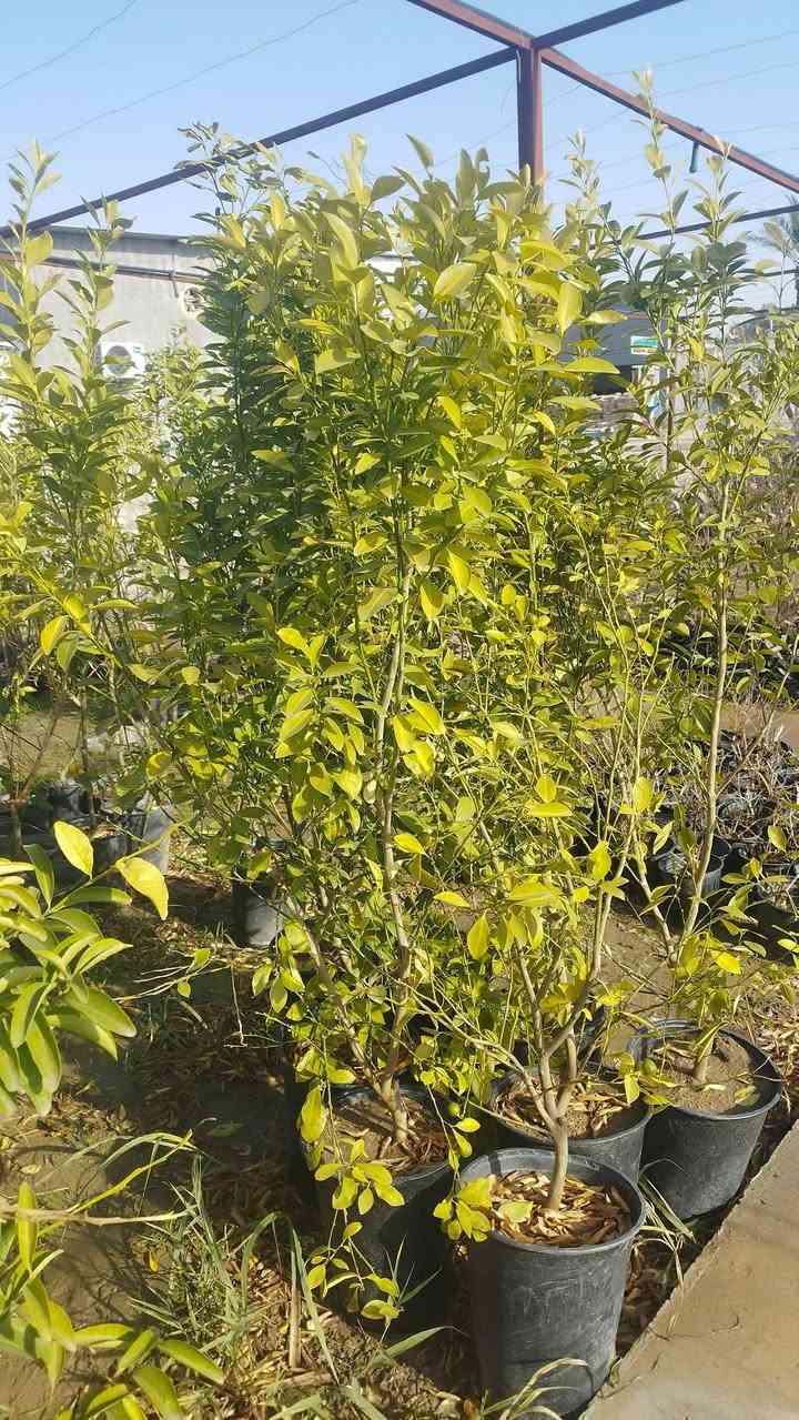 السلام عليكم تصفيت مشتل والاسعار مناسبه الموقع مقابيل سيد الاسعار الرقم ***********
