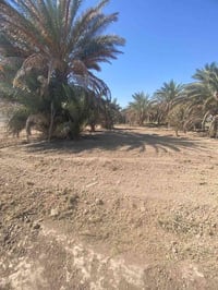 موجود عندي 3دونم طابوزراعي سند25ابوغريب 10مناصيركامل خدمات سعر85 بسمي ...
