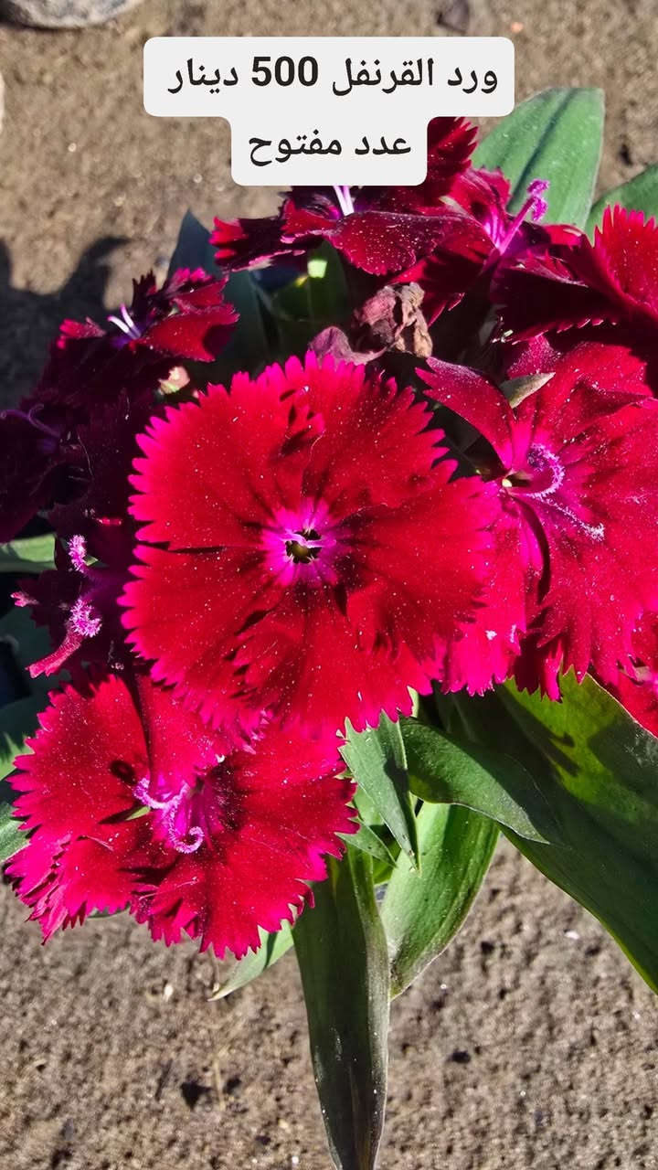 متوفرة جميع انواع الازهار الدائمية والموسمية 
بأسعار تنافسية سعر الشتلة ( 500 ' دينار)

عنوانا..قرب  معارض سيد أحمد الرفاعي

***********
