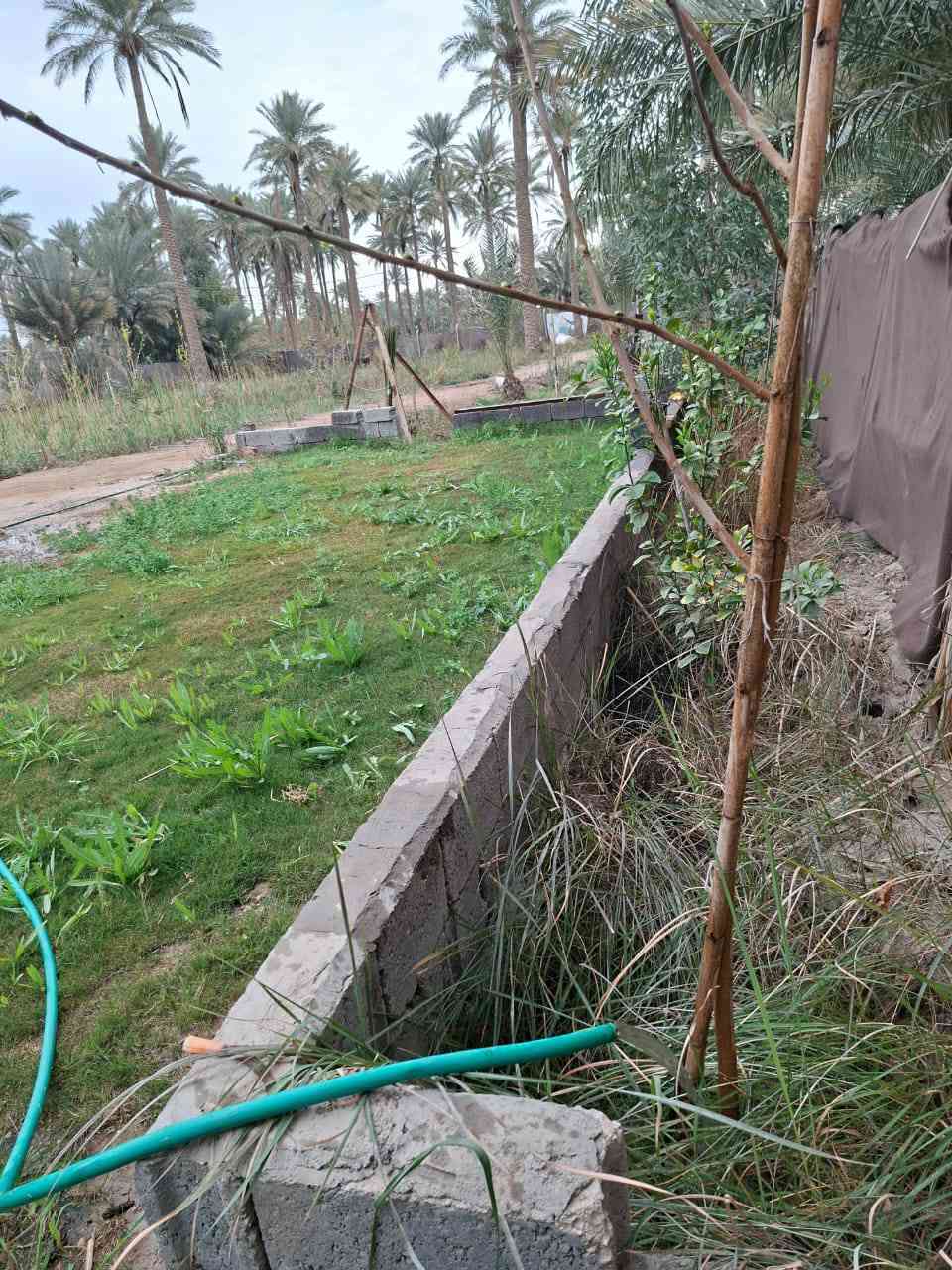 يوجد دونم  وربع خلف المعهد الفني منطقة الدويهيه  مسيح بي ار سي الواحهه ٥٠ والنزال ٨٠ النهر على جهة وجه البستان بيه بيت كرفانات بسيط مخدوم انواع النخيل برحي ومجهول وتبرزل وشويثي وزاهدي واصناف اخرى سعره ٩٠ وبيها مجال بسيط للتواصل ***********
