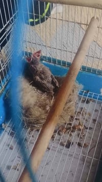بلابل • طيور زينة