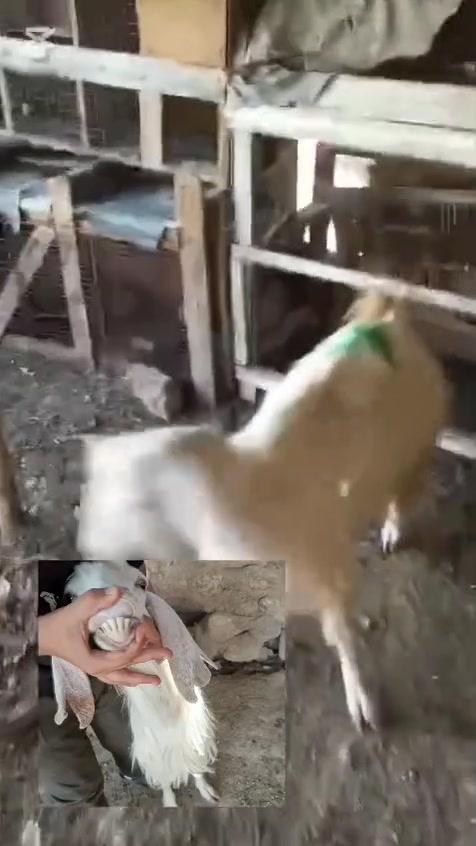 للبيع عنز مرتبه وحلوه اول ولدها مال جنيه حانيه عل حض راعيها ابيع فارغ المكان حديثه الارقام بيها وتساب 
***********
***********

