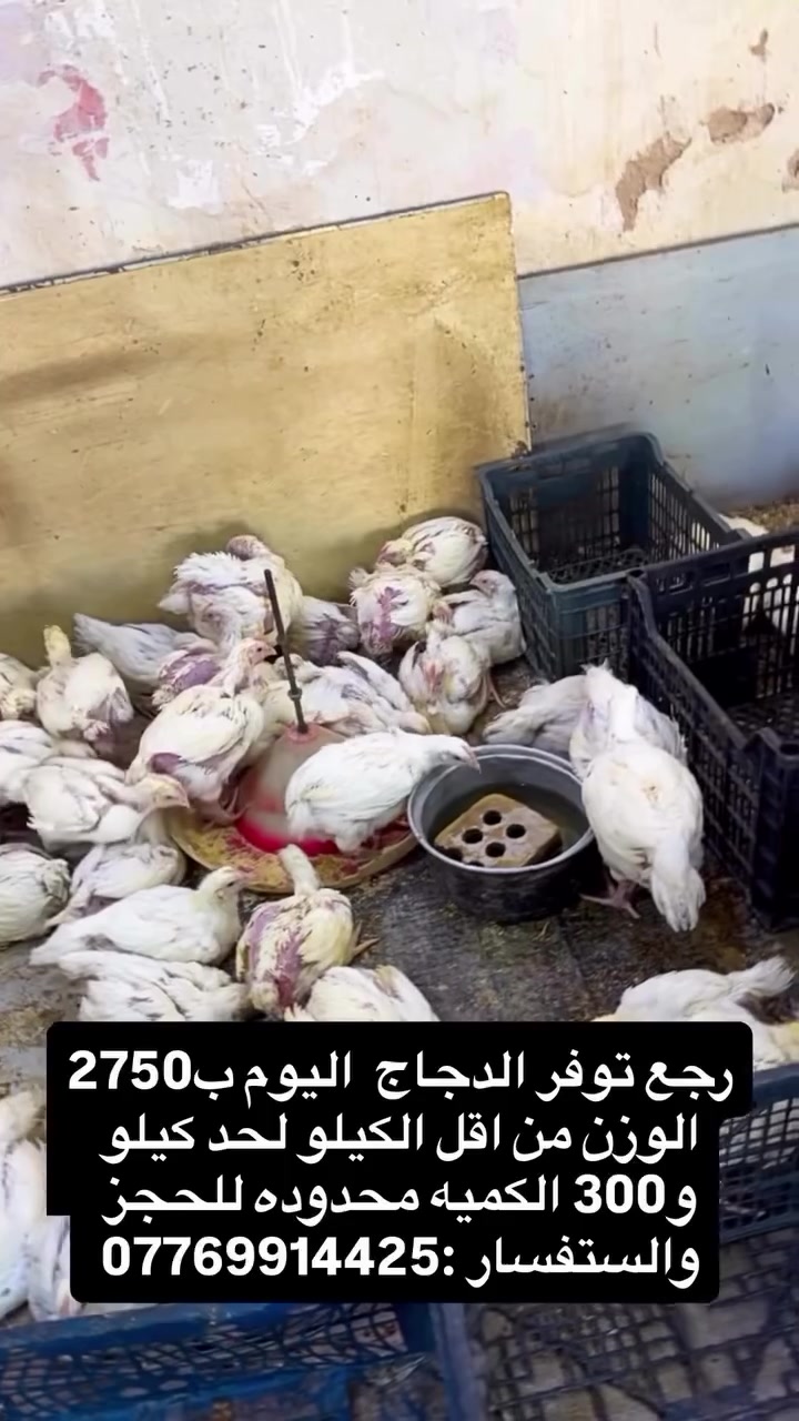 #كربلاء_المقدسة #اكسبلور #مشاهير_العرب #محرم_الحرام #دجاج


**إذا كنت صاحب هذا الإعلان وتريد حذفه لأي سبب، رجاءا أرسل رسالة إلى الدعم الفني**