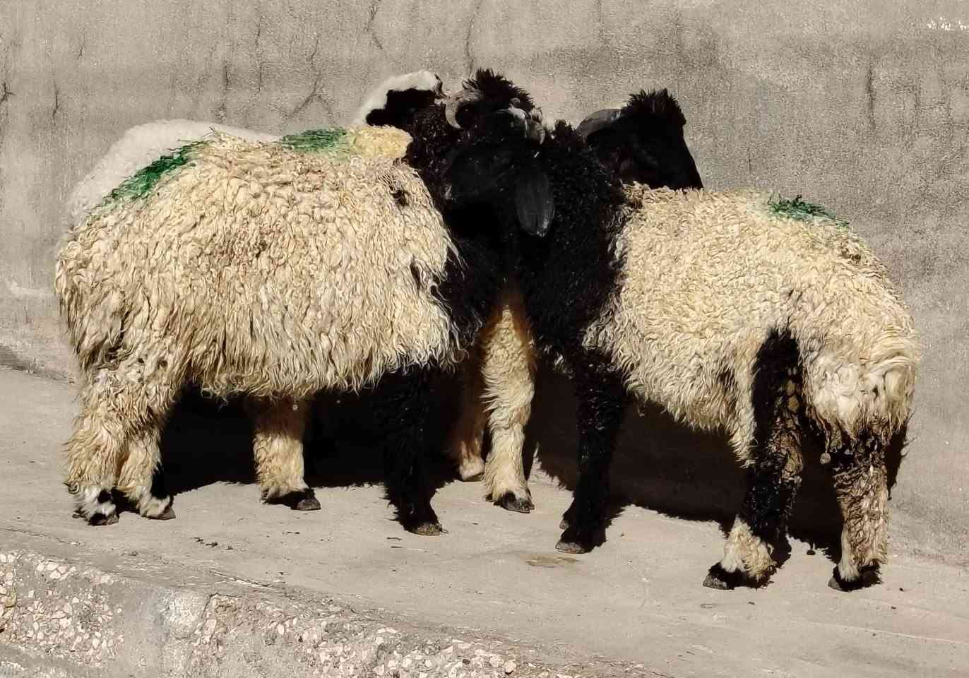 للبيع طليان عدد 3 +فطيمه 1
مالات جنيه حلوات وناصحات كفاله شرط نصاح
سمان يرهمن ذبايح ويرهمن جنيه 
وصلن زوج، ٥٤٠ الف مابعت اليمه زود عليهن يتواصل وياي
العنوان القائم الكرابله للتواصل
***********
***********
