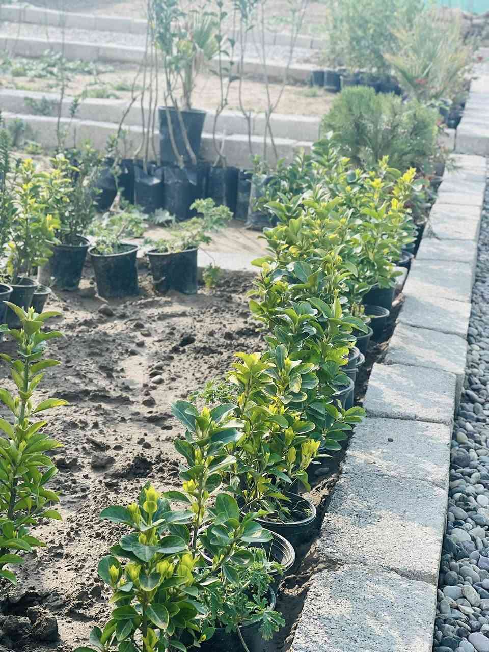 السلام عليكم وصول وجبة أشجار مختلفة باحجام عاليه وسعر مناسب. ويتوفر. لدينا ثيل هندي وبسعر مناسب. مستعدون تجهيز الحدائق العامه والمنزلية من متر إلى ألف متر

#العنوان#جنوب الموصل قرب مول الشاهين
#مشتل_الخضر #مجاور #خدمات #الخضر


**إذا كنت صاحب هذا الإعلان وتريد حذفه لأي سبب، رجاءا أرسل رسالة إلى الدعم الفني**